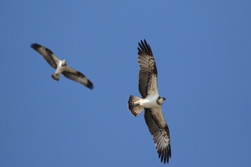 osprey in flight