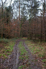 Winter woodland track