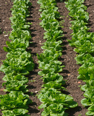 Lettuces - 3 rows