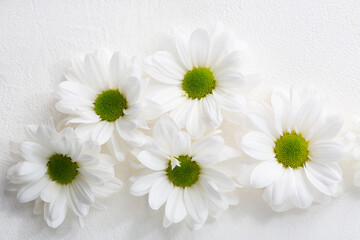 Fototapeta premium Overhead view of white daisy flowers on white surface blossom