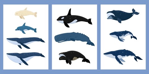 Cartoon whales a set of posters. Beluga, killer whale, humpback whale, cachalot, blue whale, dolphin, bowhead, southern right whale, sperm hale. Underwater world, Marine life. Vector illustration.