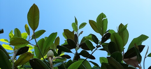 leaves against blue sky