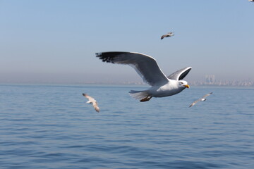 Gulls