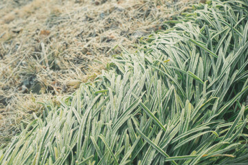 寒さで凍った植物