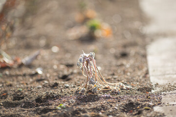 宇宙人みたいな植物