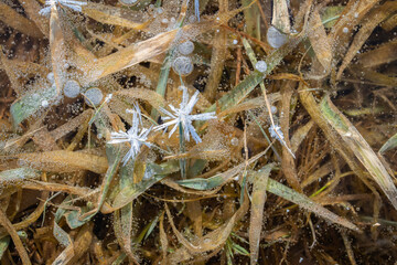 Air bubbles freeze and ice crystals grow on blades of grass trapped in a frozen pond
