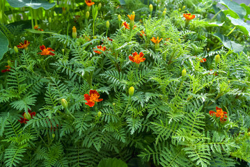 Miniature varieties of garden flowerbed annual flowers of marigolds. Floral natural background