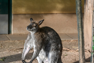 Der Tiergarten Schönbrunn im Park des Schlosses Schönbrunn im 13. Wiener Gemeindebezirk Hietzing wurde 1752 von den Habsburgern gegründet und ist der älteste noch bestehende Zoo der Welt. Direktor des