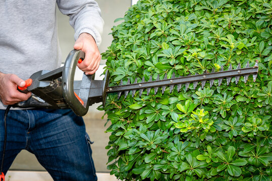 Gardener pruning branches of overgrown taflan plant with electric mower. Spring, gardening, landscape design concept.