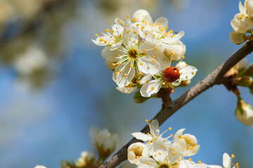 Kirschblüten im Frühjahr mit einem Marienkäfer