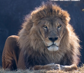 portrait of an adult male lion against a black fence. Sunny weather. Winter day. a light vetech flutters the mane.