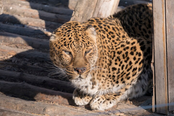 portrait. a young female leopard is very beautiful. look to the camera. Sunny winter day.