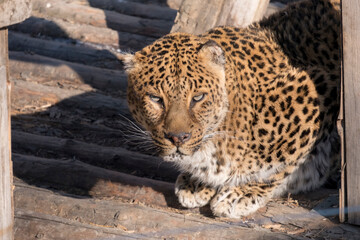 portrait. a young female leopard is very beautiful. look to the camera. Sunny winter day.