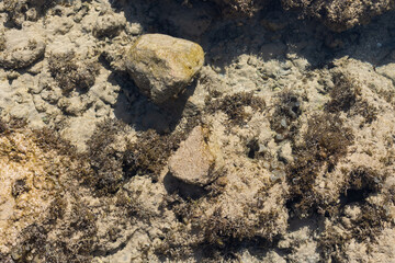 Close up photo of dead coral on the beach