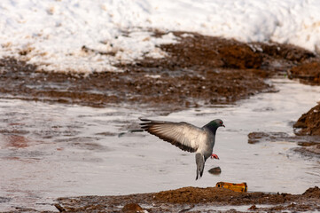 Pigeons on a frosty February day!