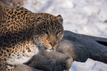 portrait. a young female leopard is very beautiful. look to the camera. Sunny winter day.