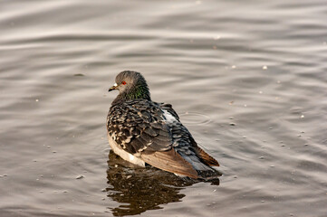 Pigeons on a frosty February day!