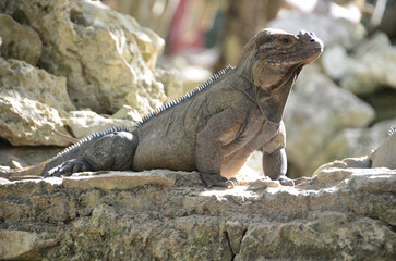 An iguana relaxes on stone