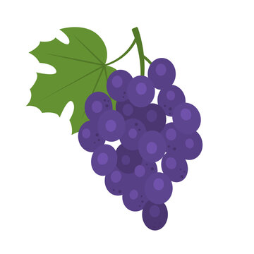 Bunch of grapes isolated on white background. Purple ripe grape icon for package design. Healthy food concept. Vector illustration of fruits in flat style.