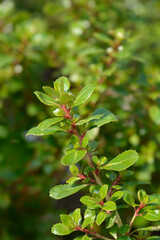 Escallonia Red Dream