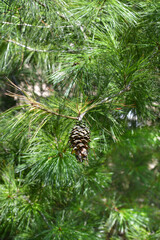 Chinese white pine