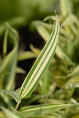 Dwarf white-striped Bamboo