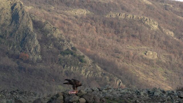 Eastern Rhodopes rock with eagle. Flying bird of prey golden eagle with large wingspan, photo with cow during winter, stone mountain, Rhodope Mountains, Bulgaria wildlife. Cow carcass.