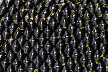 Close up, background and texture of black sunflower seeds still hanging on the plant with small remnants of the yellow petals in between.
