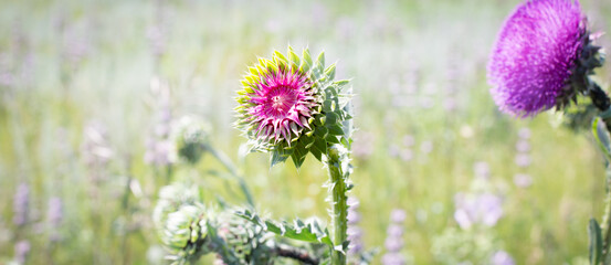 Herbaceous Plants, Milk Thistle. Shallow Depth Of Field. Macro.