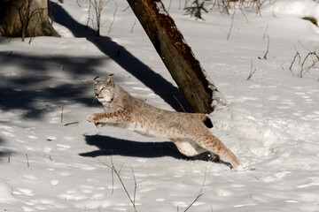 Luchs springt