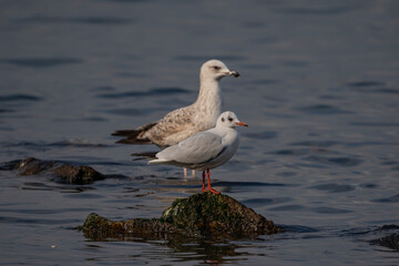 Black-headed Gull (Chroicocephalus ridibundus) background silver gull perched on the rock in the sea.