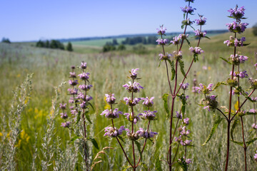 The medicinal plant Motherwort grows in a field among flowering grasses in summer. Summer landscape with flowering motherwort. Altai Territory. A corner of the nature of the Central Russian strip.