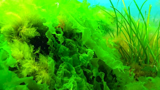Zostera seagrass and green algae (Cladophora, Ulva) on the seabed, Black Sea