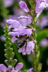 A bee gathering pollen from a flower