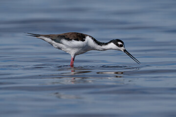 Black-necked stilt