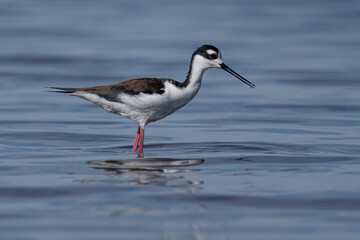 Black-necked stilt