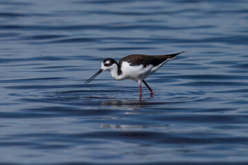 Black-necked stilt