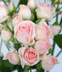 Bouquet of blooming pink roses and buds - 487363320
