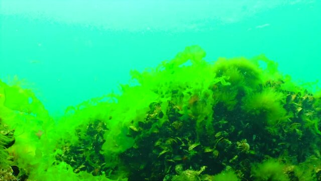Black Sea green and red algae (Briopsis, Enteromorpha, Ulva, Ceramium, Polisiphonia, Cladophora) in the Black Sea