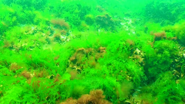 Black Sea green and red algae (Briopsis, Enteromorpha, Ulva, Ceramium, Polisiphonia, Cladophora) in the Black Sea