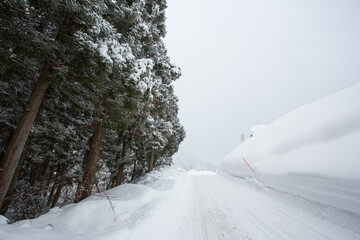 雪の斜面と杉林に挟まれた日本の豪雪地帯の雪道