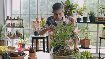 Agriculture concept. A retired Asian man pruning a bonsai tree in a greenhouse. 4k Resolution.