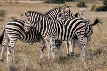 Naklejka na ściany i meble Group of wild zebras in the African savanna