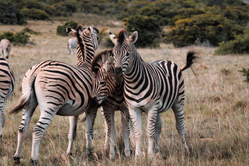 Fototapeta na wymiar Group of wild zebras in the African savanna