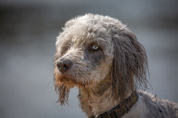 Head shot of Poodle with bright eyes
