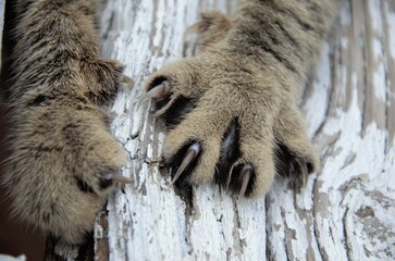 cat's claws dig into the tree. Cat's paws with claws