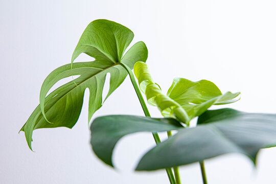 indoor plant Monstera, summer green leaves and the texture is good for natural interior idea. it's the best house plant for decoration.