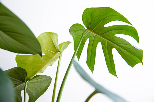 indoor plant Monstera, summer green leaves and the texture is good for natural interior idea. it's the best house plant for decoration.