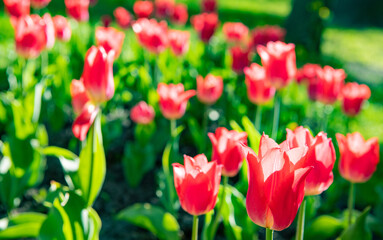 red tulip flower closeup with colorful natural background