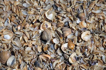 a backdrop of shells on the shore. Lots of close-up shells
